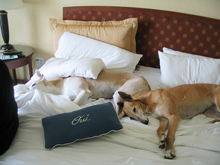 dog friendly hotels in taos new mexico